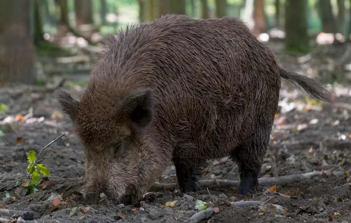 Wildschwein im Wald bei Stutensee